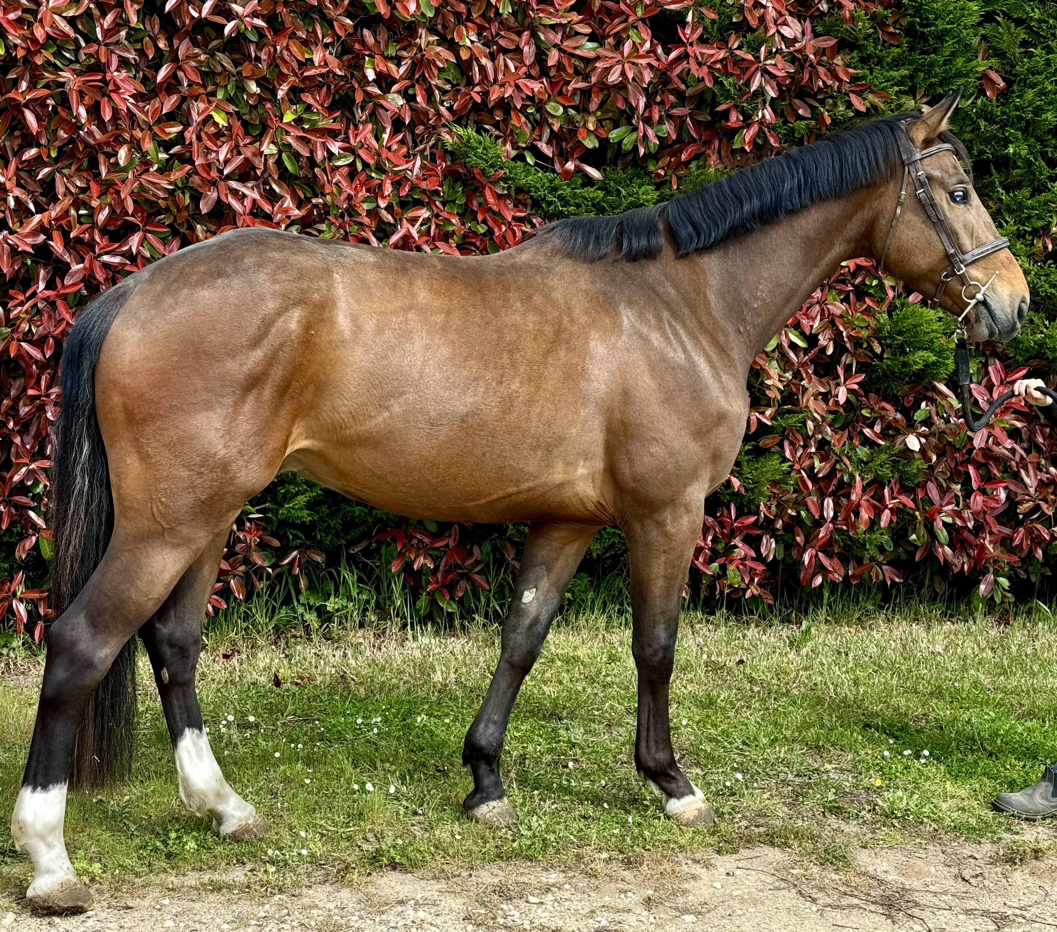 COLOR IT DE JARSAY Z