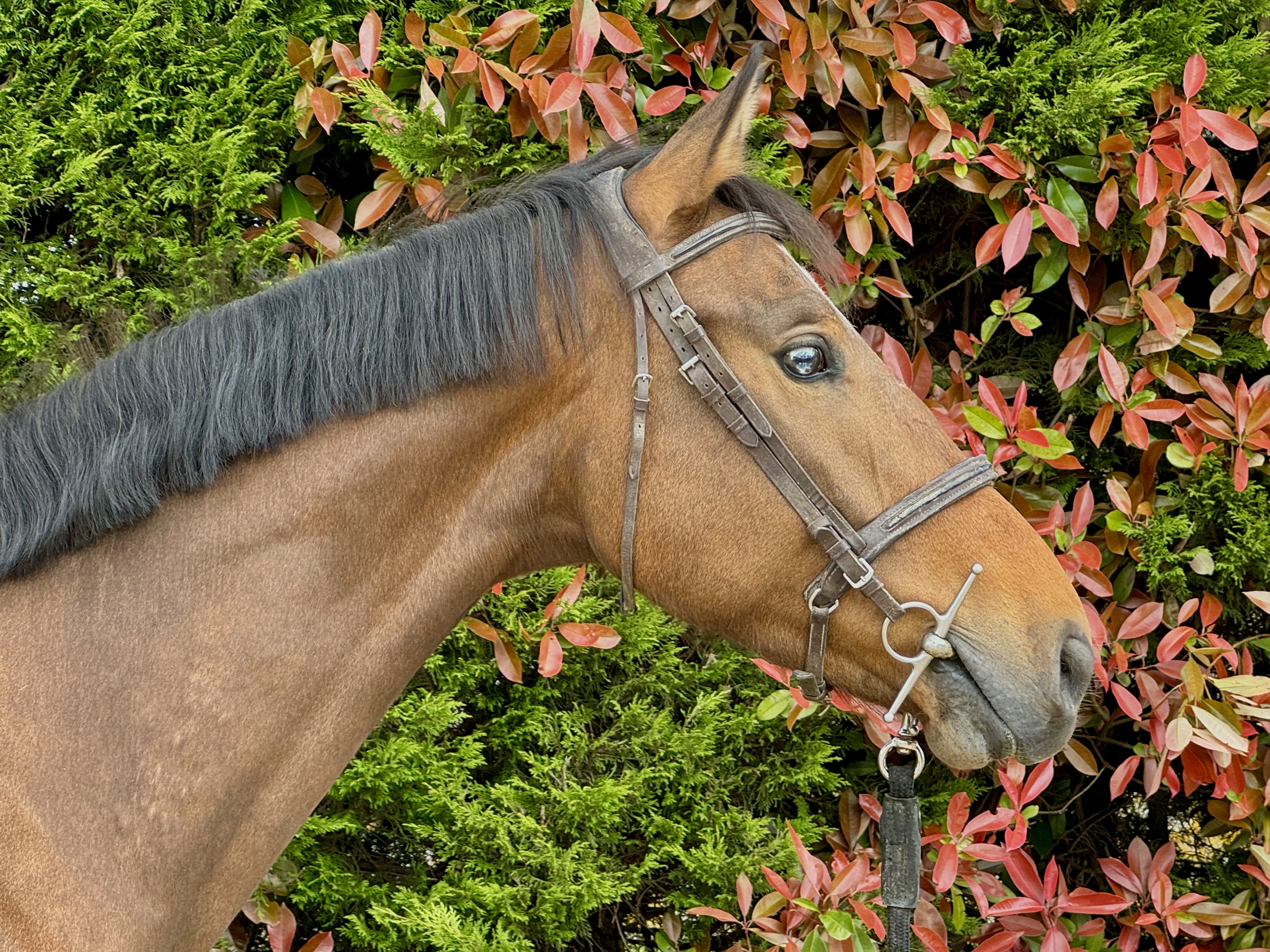 COLOR IT DE JARSAY Z